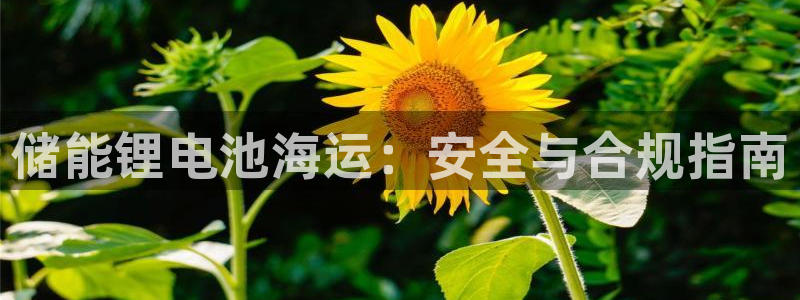 尊龙游戏官方网