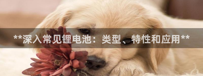 尊龙凯时和九游会哪个平台好一点